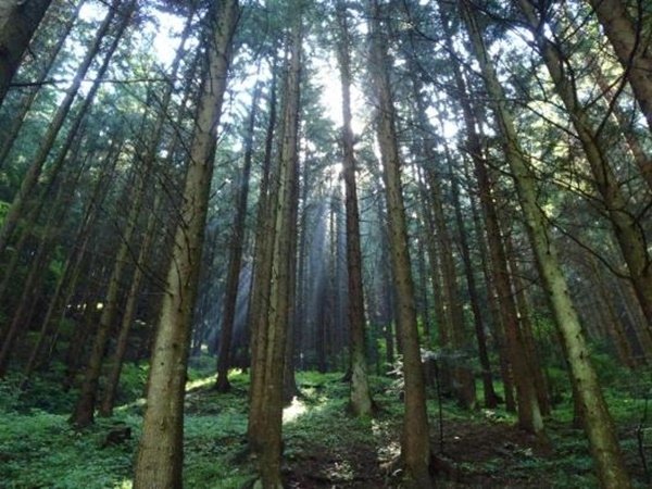 seven-ladders-romania-carpathians-forests.jpg