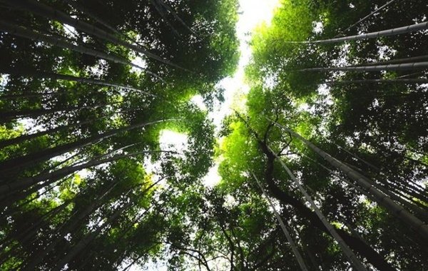 arashiyama_chikurin_1.jpg