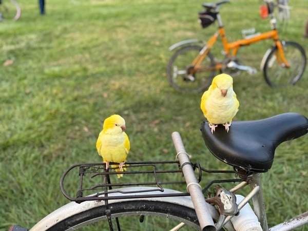 墨西哥國際友誼團暢遊衛武營都會公園暨歡送會