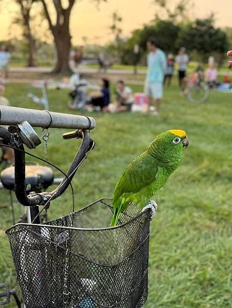 墨西哥國際友誼團暢遊衛武營都會公園暨歡送會