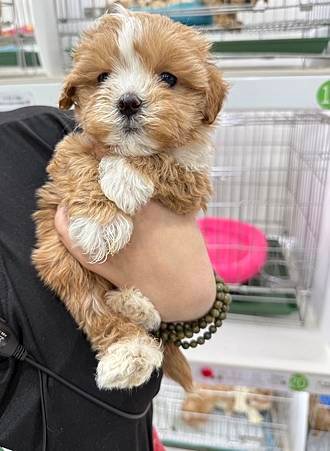 喜獲瑪爾泰迪幼犬