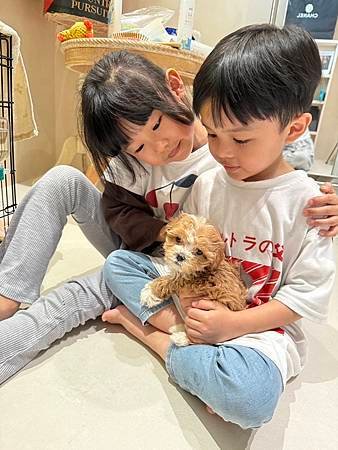 喜獲瑪爾泰迪幼犬