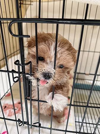 喜獲瑪爾泰迪幼犬