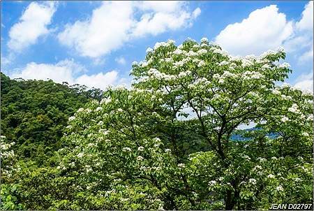 鳳山長青學苑書法水墨直笛班慈濟茶園、西湖渡假村一日遊