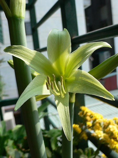 細瓣孤挺-Evergreen-3.JPG