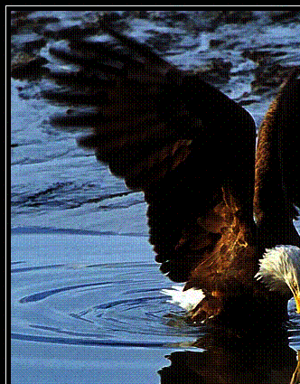 image008.gif