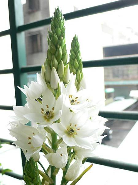 伯利恆之星-1.JPG