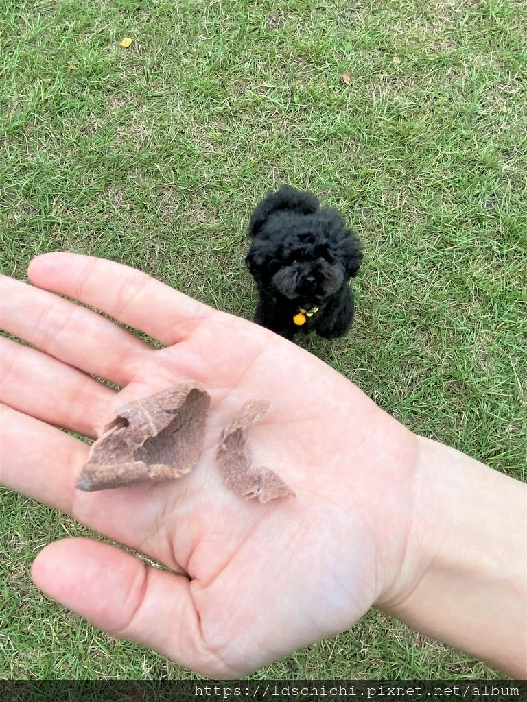 【寵物零食】吸吸貓CCCAT牛肉/雞肉寵物凍乾零食桶新包裝推