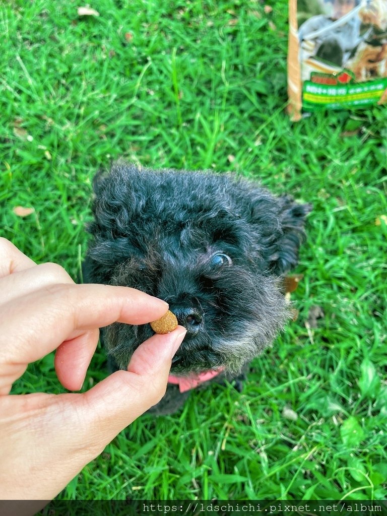 【分齡狗糧推薦】NH+擁恆低敏天然糧熟齡犬適用-一款毛孩吃的