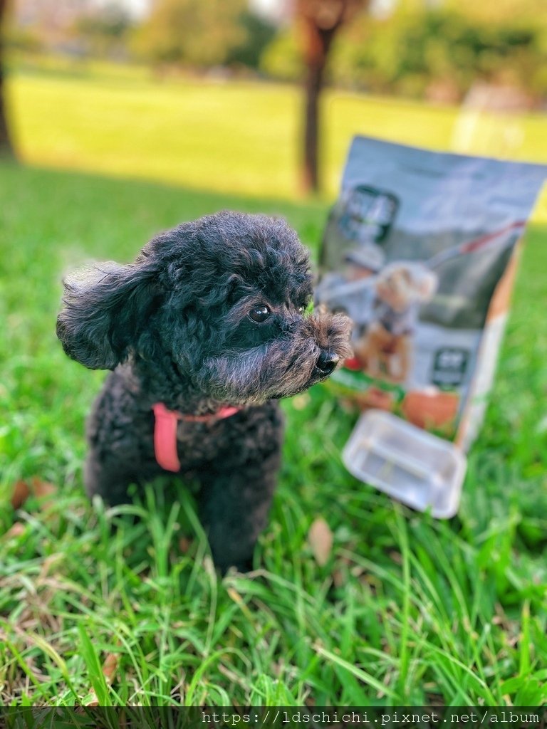 【分齡狗糧推薦】NH+擁恆低敏天然糧熟齡犬適用-一款毛孩吃的