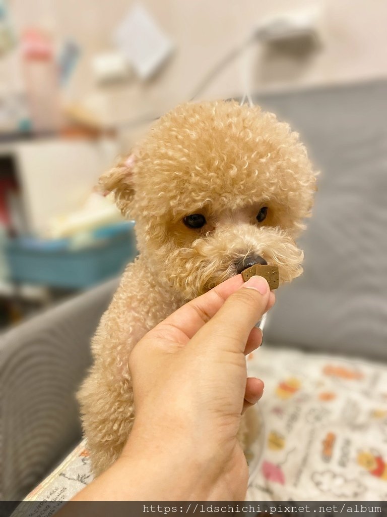【寵物飼料】關健時刻『漢方健康糧』推薦- 元氣養生、關節養生