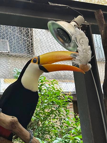 【中正區美食】肉球森林/貓貓狐蒙大嘴鳥/動物跟店員都很親切