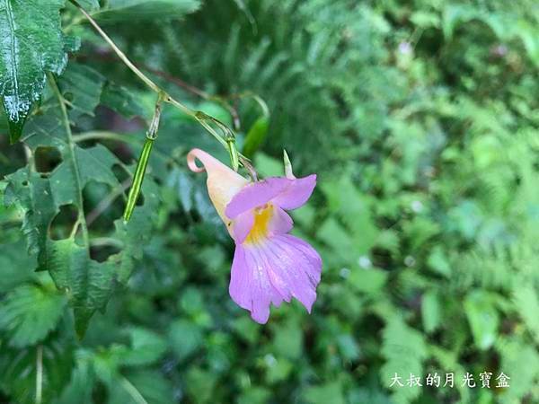 IMG_6869.JPG