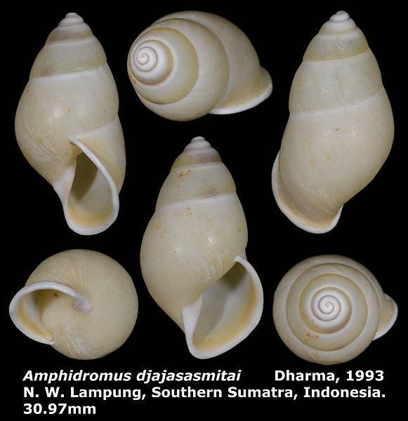 Amphidromus djajasasmitai 30.97mm