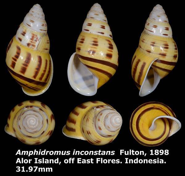 Amphidromus inconstans 31.97mm