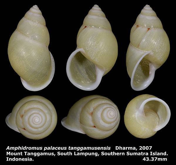 Amphidromus palaceus tanggamusensis 43.37mm