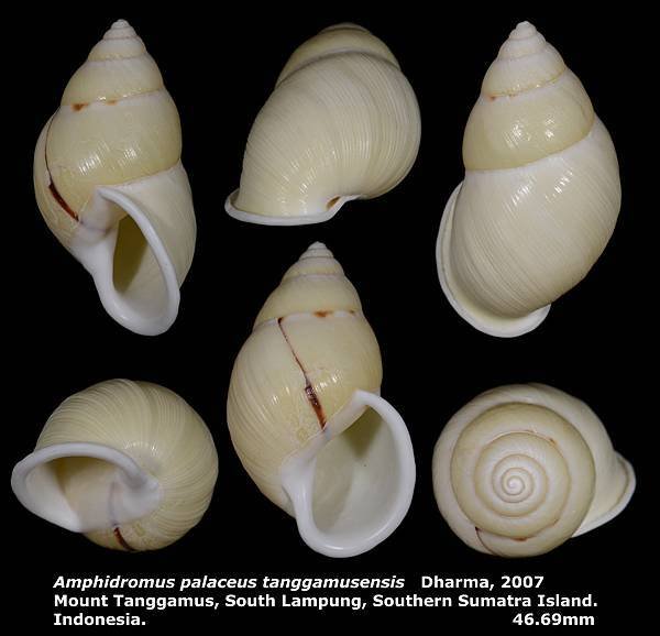 Amphidromus palaceus tanggamusensis 46.69mm