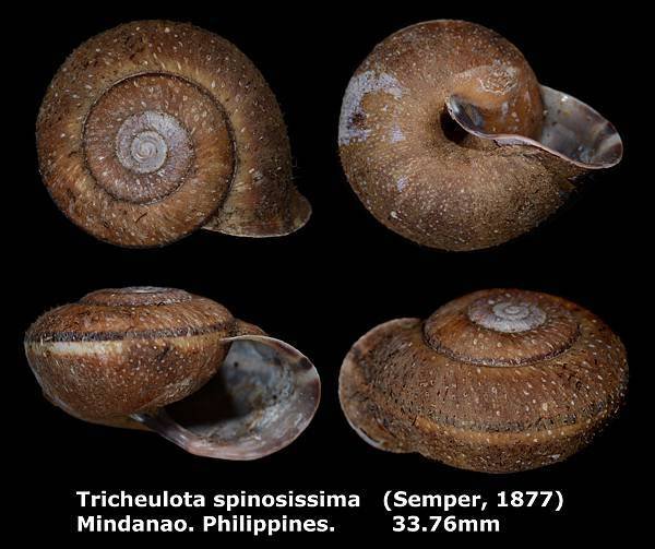 Tricheulota spinosissima 33.76mm