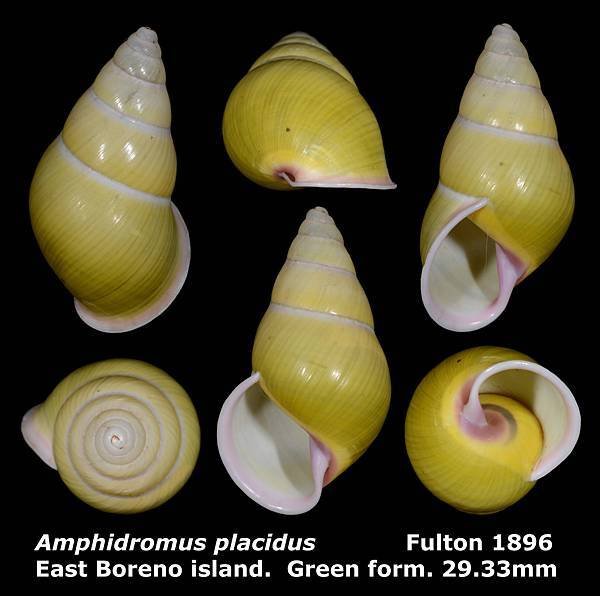 Amphidromus placidus 29.33mm (Green)