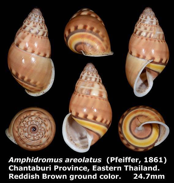 Amphidromus areolatus 24.7mm