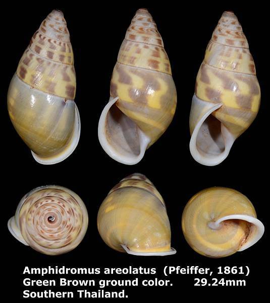 Amphidromus areolatus 29.24mm