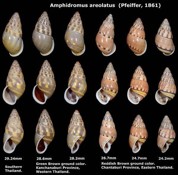 Amphidromus areolatus 24.2 to 29.24mm