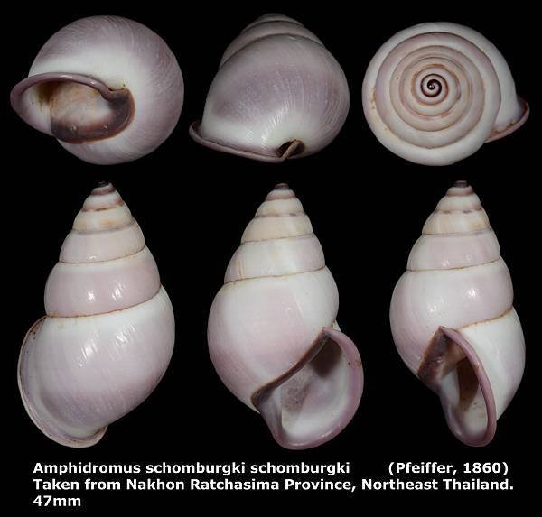 Amphidromus schomburgki schomburgki 47mm