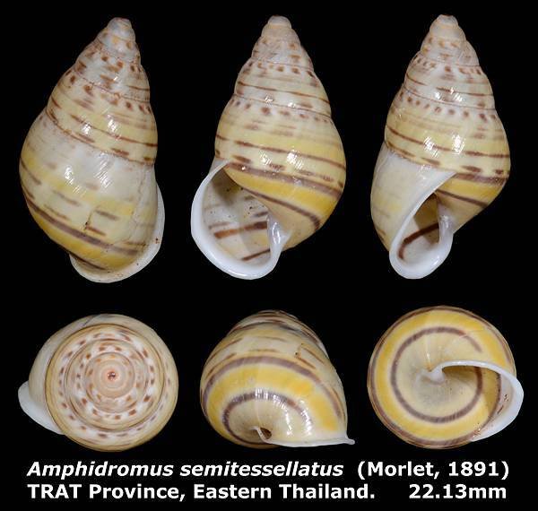 Amphidromus semitessselatus 22.13mm