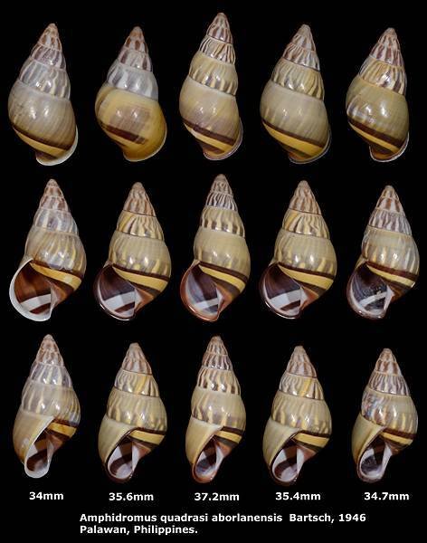 Amphidromus quadrasi aborlanensis 34 to 37.2mm