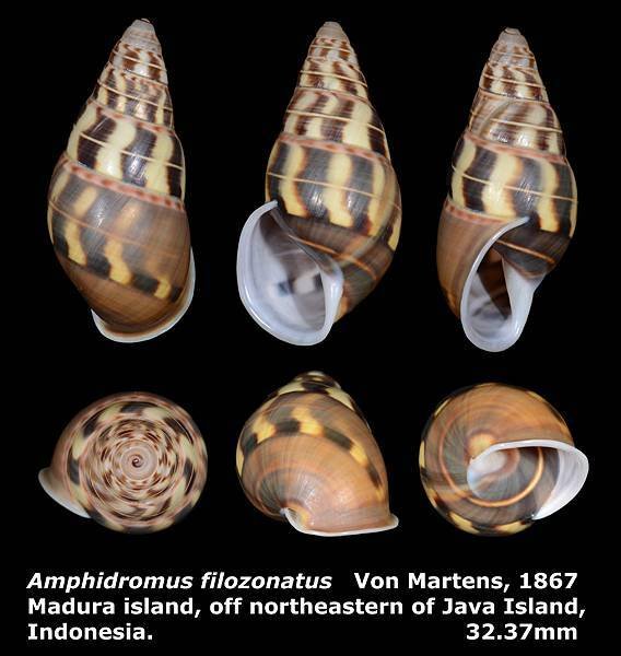 Amphidromus filozonatus 32.37mm