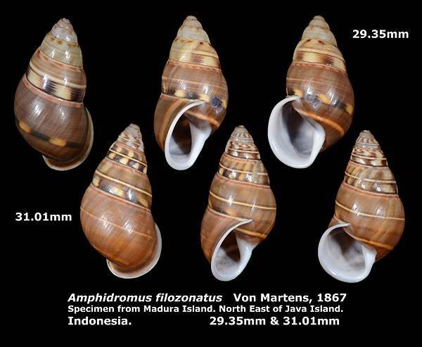 Amphidromus filozonatus 29.35-31.01mm