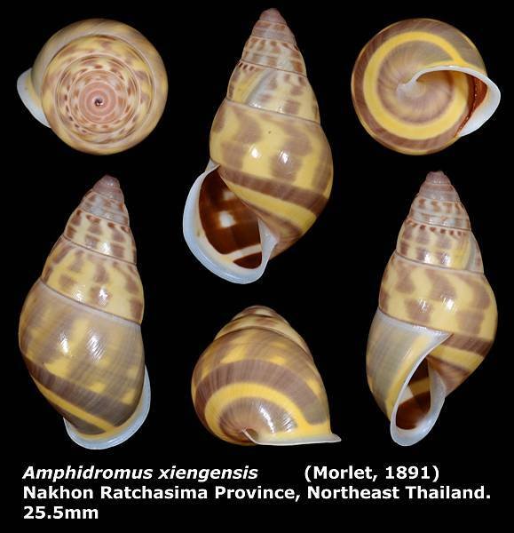 Amphidromus xiengensis 25.5mm