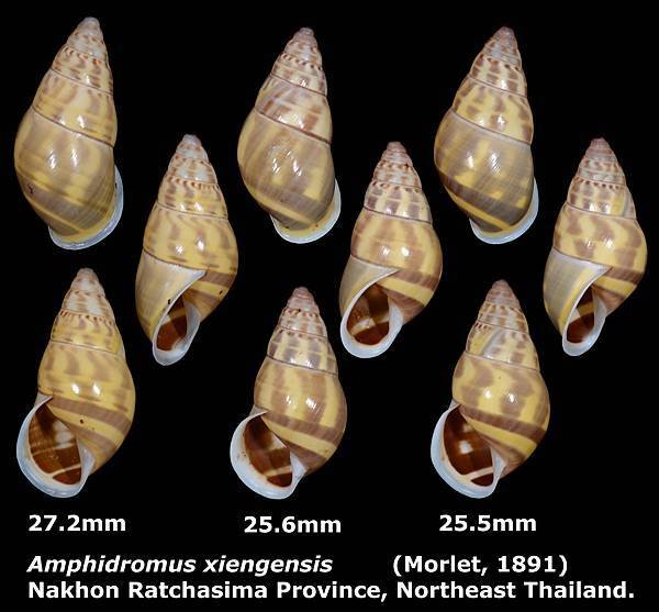 Amphidromus xiengensis 25.5 to 27.2mm