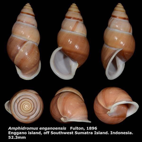 Amphidromus enganoensis 52.3mm