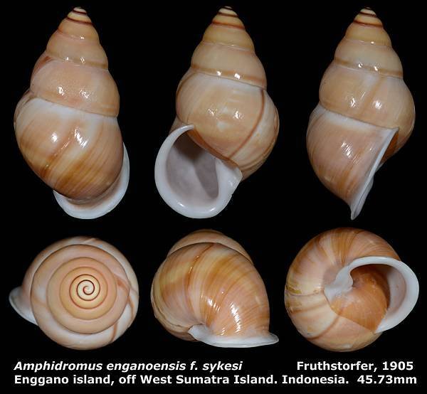 Amphidromus enganoensis f. sykesi 45.73mm