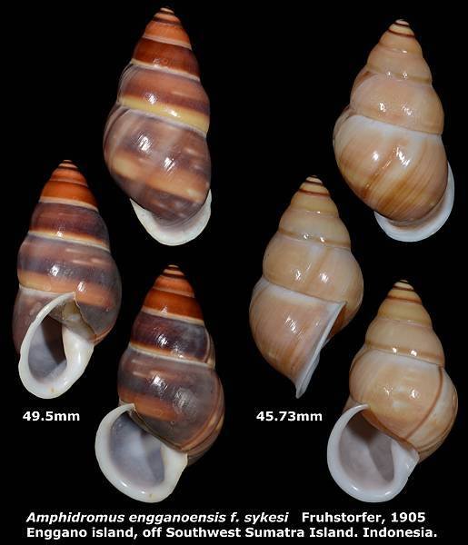 Amphidromus enganoensis f. sykesi 45.73 &amp; 49.5mm