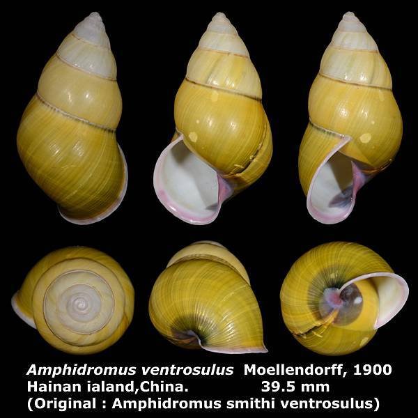 Amphidromus ventrosulus 39.5mm