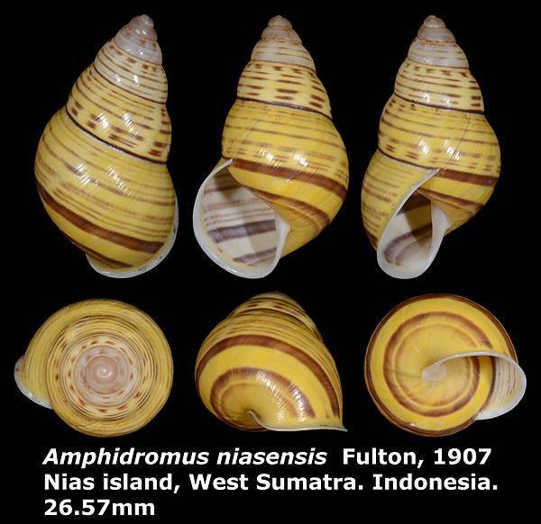 Amphidromus niasensis 26.57mm