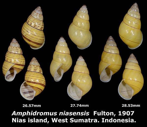 Amphidromus niasensis 26.57 to 28.53mm