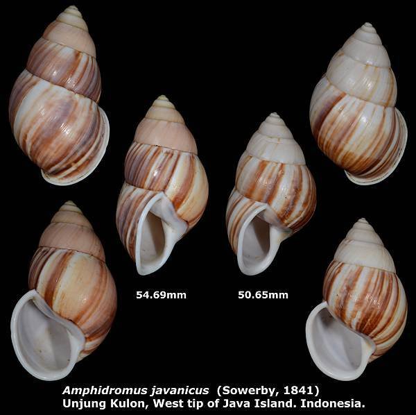 Amphidromus javanicus 50.65 &amp; 54.69mm