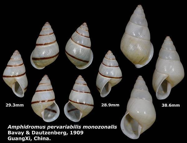 Amphidromus%20pervariabilis%20monozonalis%2028.9%20to%2038.6mm%2000.jpg