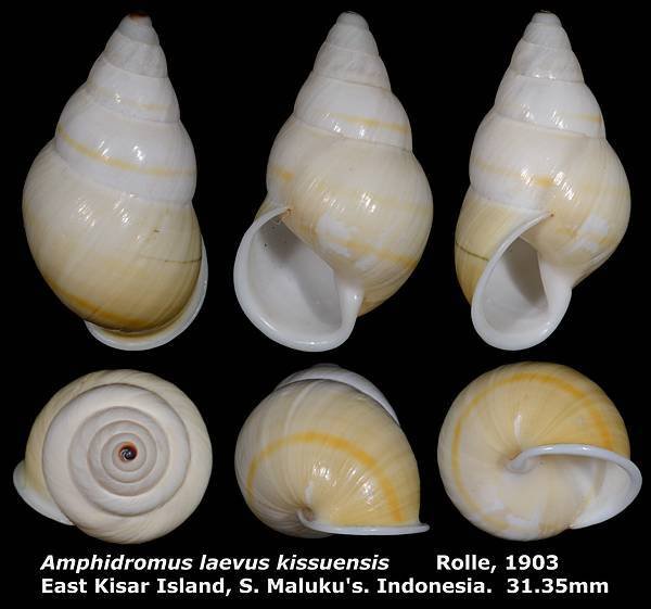 Amphidromus laevus kissuensis 31.35mm