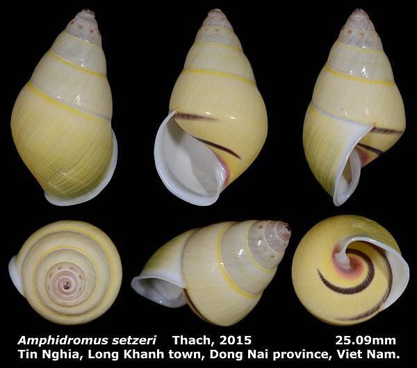 Amphidromus setzeri 25.09mm