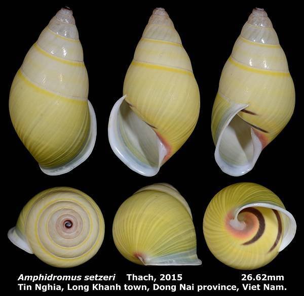 Amphidromus setzeri 26.62mm