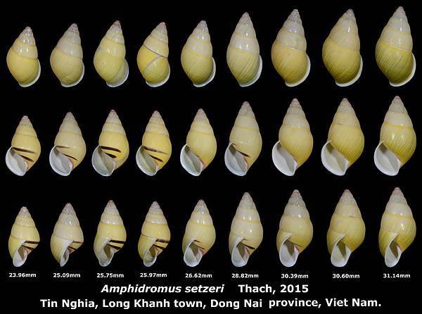 Amphidromus setzeri 23.96 to 31.14mm (x9)