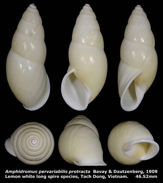 Amphidromus pervariabilis protracta 46.52mm