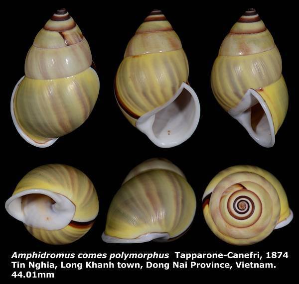 Amphidromus comes polymorphus 44.01mm