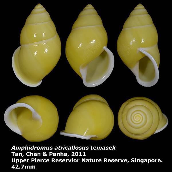 Amphidromus atricallosus temasek 42.7mm 00