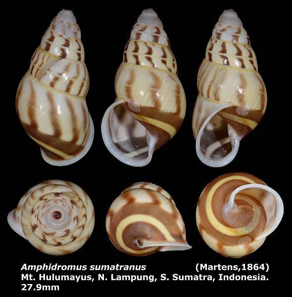 Amphidromus sumatranus 27.9mm 00.jpg