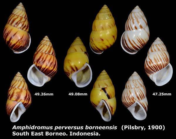 Amphidromus perversus borneensis 47.25 to 49.26mm